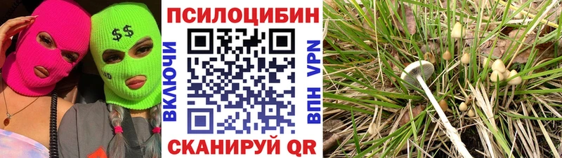 купить  цена  Малая Вишера  Псилоцибиновые грибы Psilocybe 